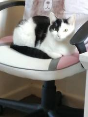 To wonder what your cat/s is called