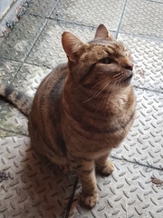 Thug cat part 4.  After all, it's not my Axminster.