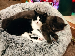 Recommend me a cat bed!