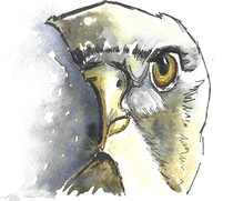 Request for constructive feedback on these watercolours please!