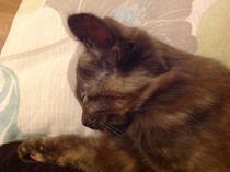 Can we have a ‘I love my beautiful cats’ thread?!