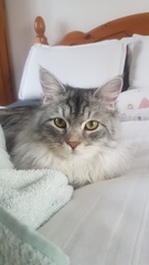 Can we have a ‘I love my beautiful cats’ thread?!