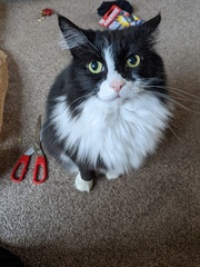 Can we have a ‘I love my beautiful cats’ thread?!