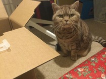 British Shorthair