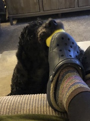 Dog sucking things and then rubbing it on people.