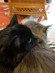 Ollie, Paws, friends and family