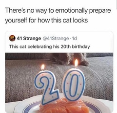 Whose cat is the most aesthetically challenged?
