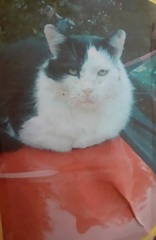 Show me your cats 🐈 😃