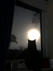 I need your photos of cats looking out of windows.  And I need them now!