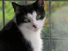 I need your photos of cats looking out of windows.  And I need them now!