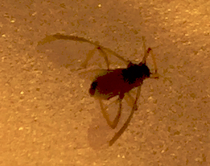 Oh my lord, what are these things? Help!