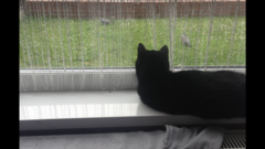 I need your photos of cats looking out of windows.  And I need them now!