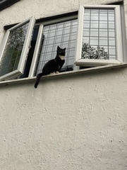 I need your photos of cats looking out of windows.  And I need them now!