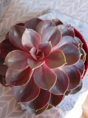 A houseplant for extreme temperatures