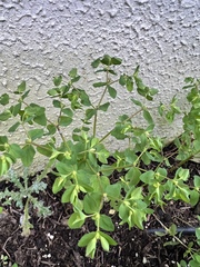 Some plant ID-ing help, please.