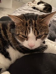 Can we have a ‘I love my beautiful cats’ thread?!