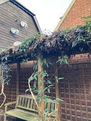 What have I inherited in my garden, and how do I look after it?