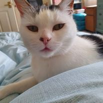 Very clingy cat