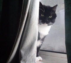 Zeus
