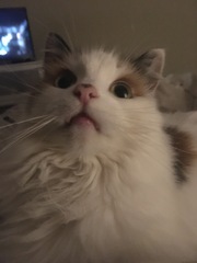 How old is/are your current cat/s?