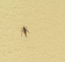 Oh my lord, what are these things? Help!