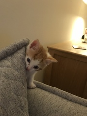 Cat trashing the house