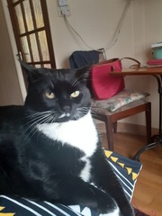 Can we have a ‘I love my beautiful cats’ thread?!