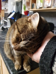 Thug cat part 4.  After all, it's not my Axminster.