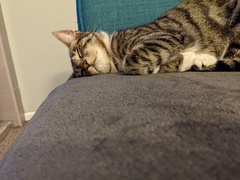 Kitten weeing in weird places