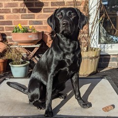 Puppy Survival Thread: surviving into 2022