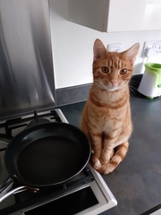 Show me your cats 🐈 😃