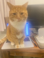 Can we have a ‘I love my beautiful cats’ thread?!