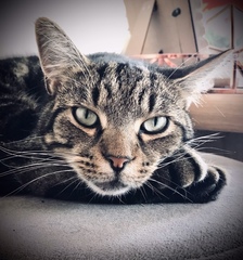 Can we have a ‘I love my beautiful cats’ thread?!