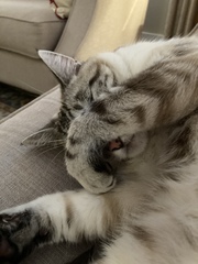New kitten - so SHOUTY!
