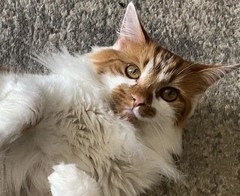 Can we have a ‘I love my beautiful cats’ thread?!