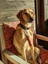 What breed(s) is my Italian rescue dog?