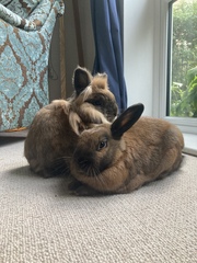 Bored Rabbits!