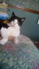 Show me your cats 🐈 😃