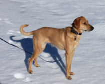 What breed(s) is my Italian rescue dog?
