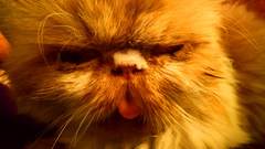 Whose cat is the most aesthetically challenged?