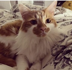 Can we have a ‘I love my beautiful cats’ thread?!