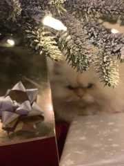 Beautiful pussies