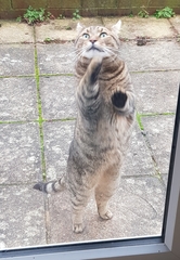 Thug cat part 4.  After all, it's not my Axminster.