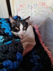 Can we have a ‘I love my beautiful cats’ thread?!
