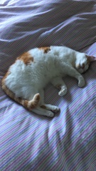 Can we have a ‘I love my beautiful cats’ thread?!