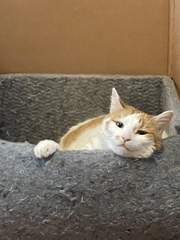 Can we have a ‘I love my beautiful cats’ thread?!