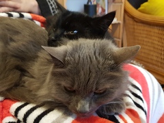 Ollie, Paws, friends and family
