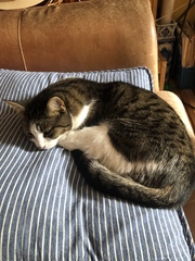Can we have a ‘I love my beautiful cats’ thread?!
