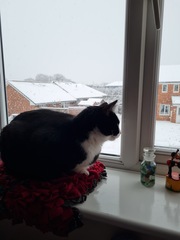 Show me your cats 🐈 😃