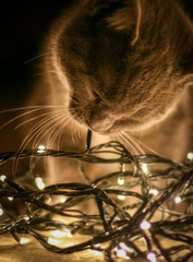 Please share with me!! Pics of your cats and their funniest little quirks!